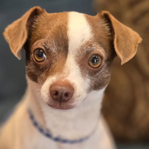 GRU - Chihuahua available for adoption
