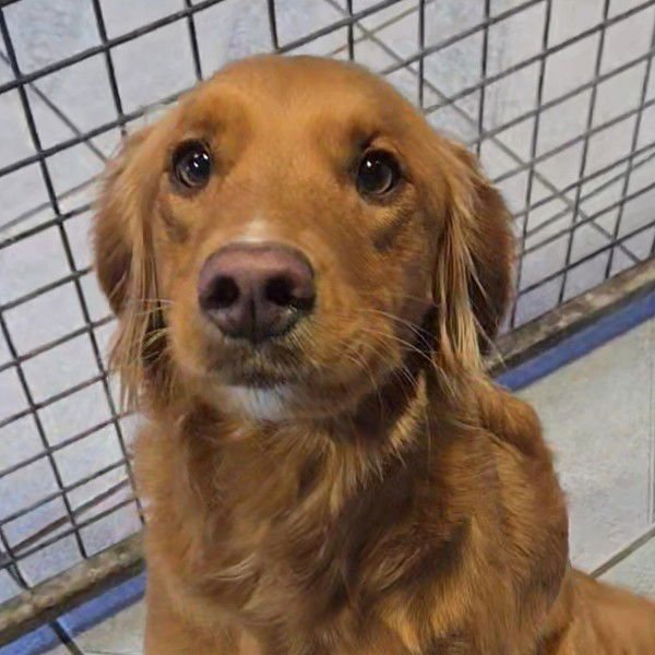 ROSIE - Golden Retriever / Poodle (Standard) available for adoption