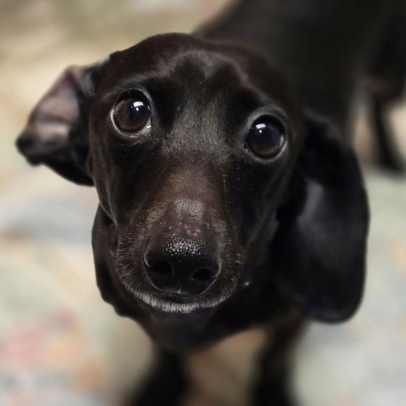 BARNABY - Dachshund available for adoption