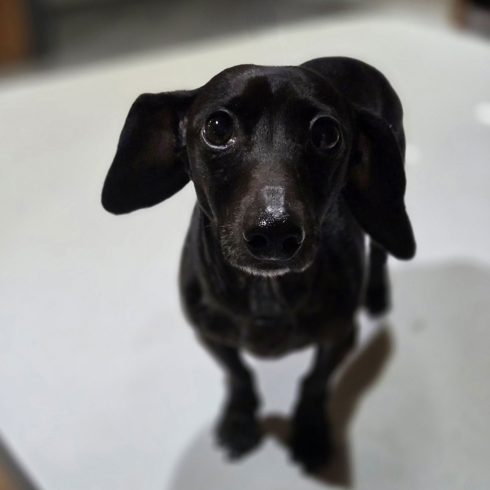 BARNABY - Dachshund available for adoption