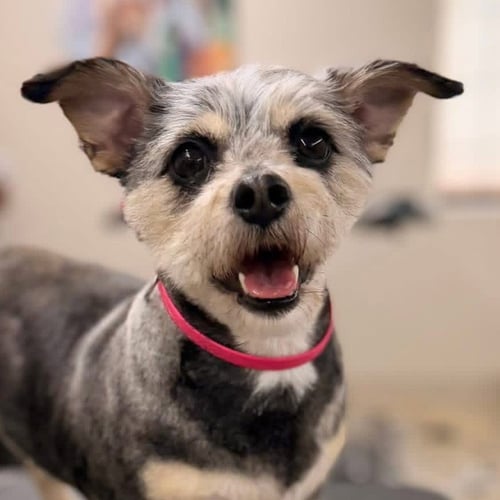 JUJUBE - Yorkshire Terrier Yorkie available for adoption