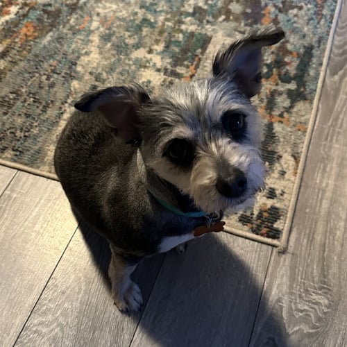 JUJUBE - Yorkshire Terrier Yorkie available for adoption