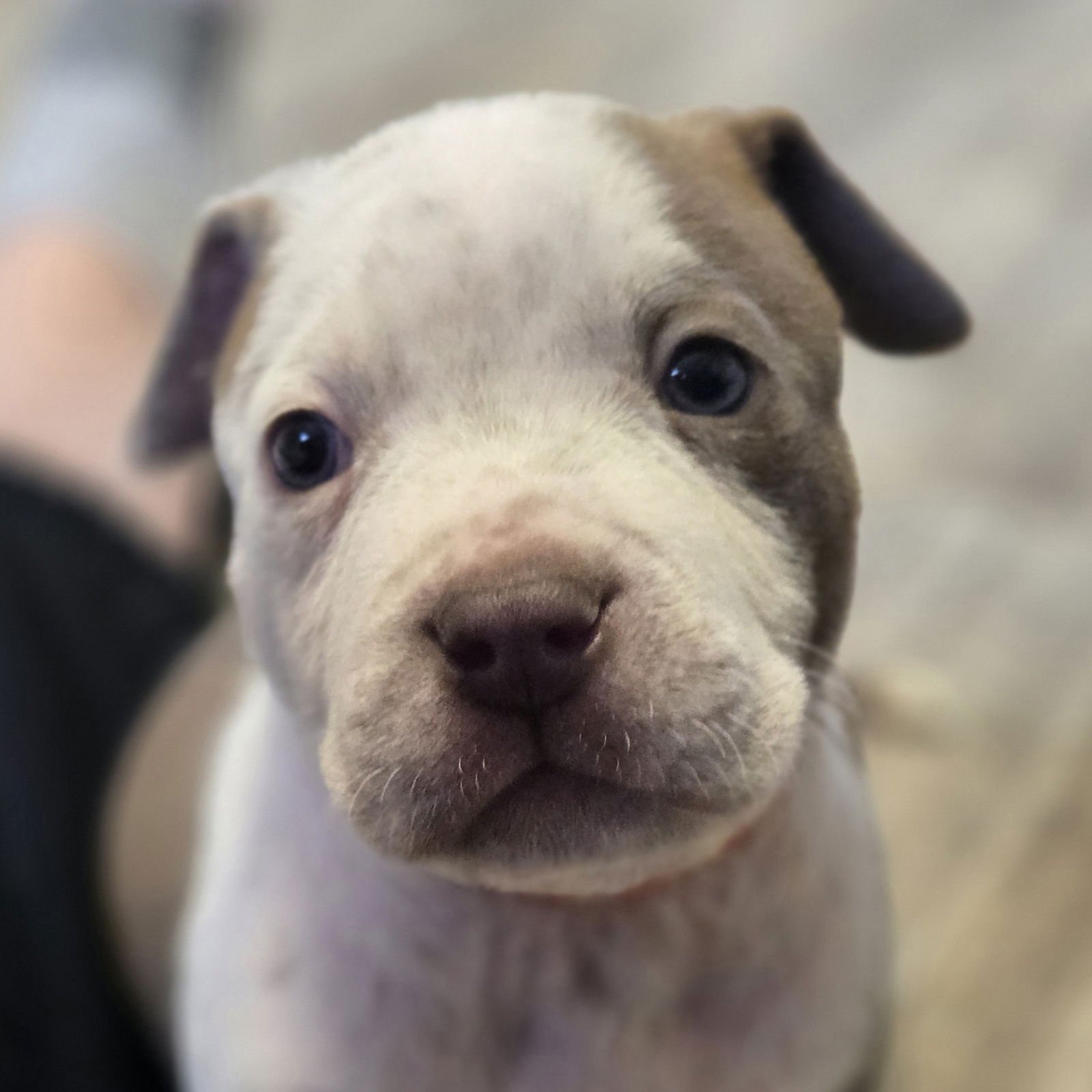 CAPPUCCINO - Pit Bull Terrier available for adoption