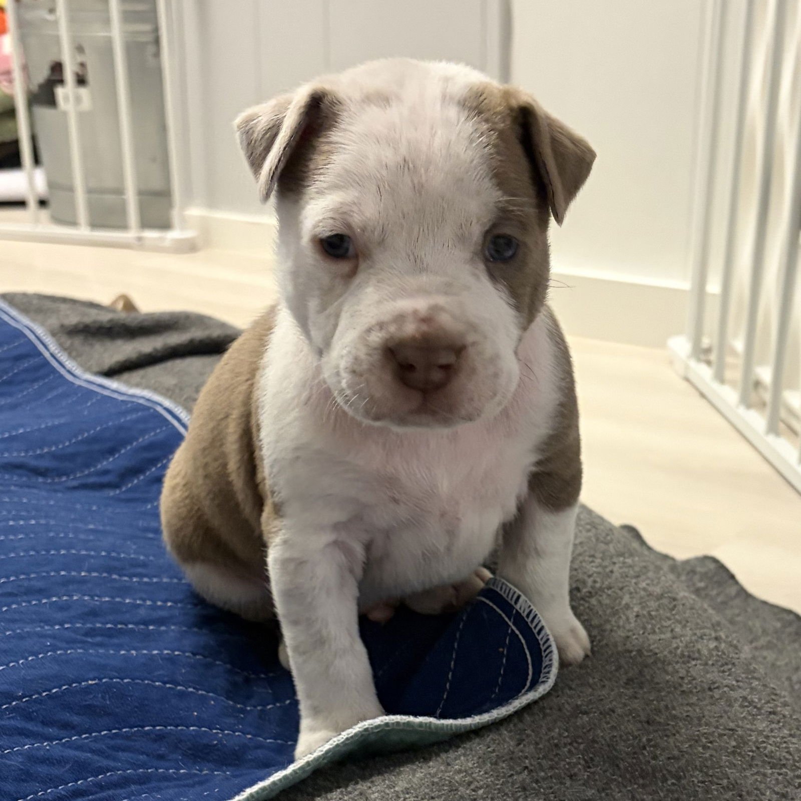 CAPPUCCINO - Pit Bull Terrier available for adoption