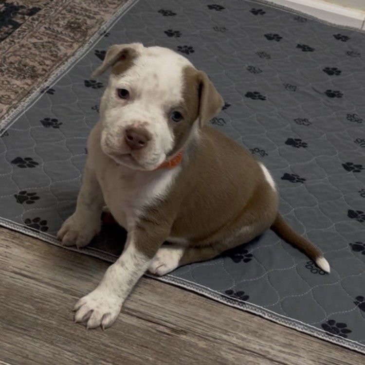 Cappuccino - Photo 3