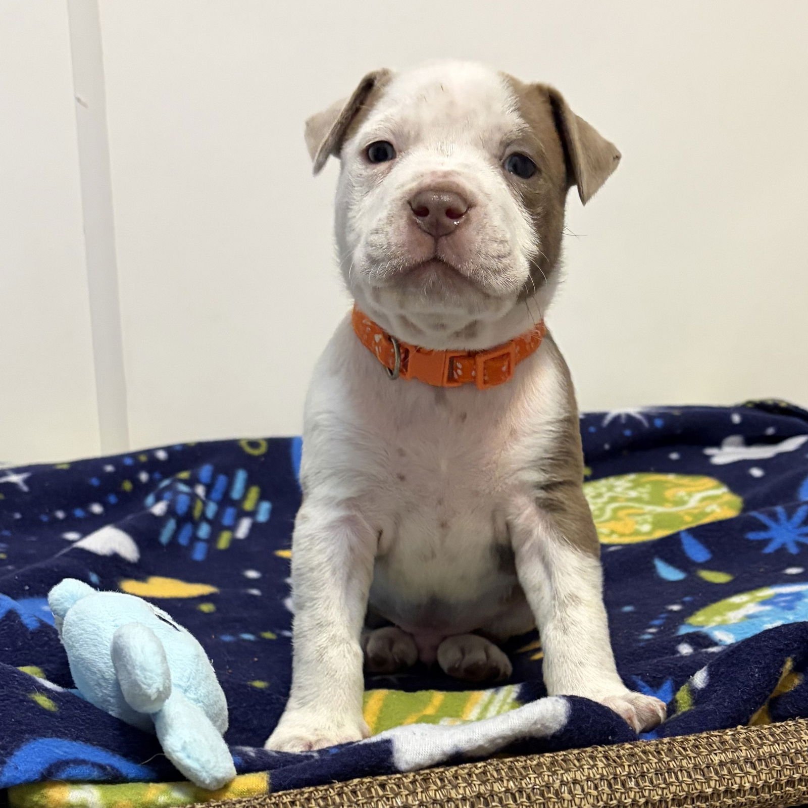 Cappuccino - Photo 4