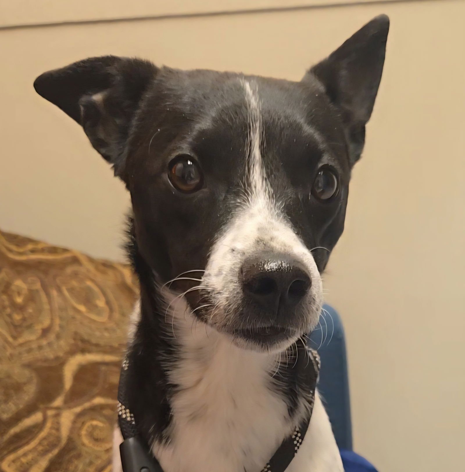 JIMINY CRICKET - Rat Terrier available for adoption