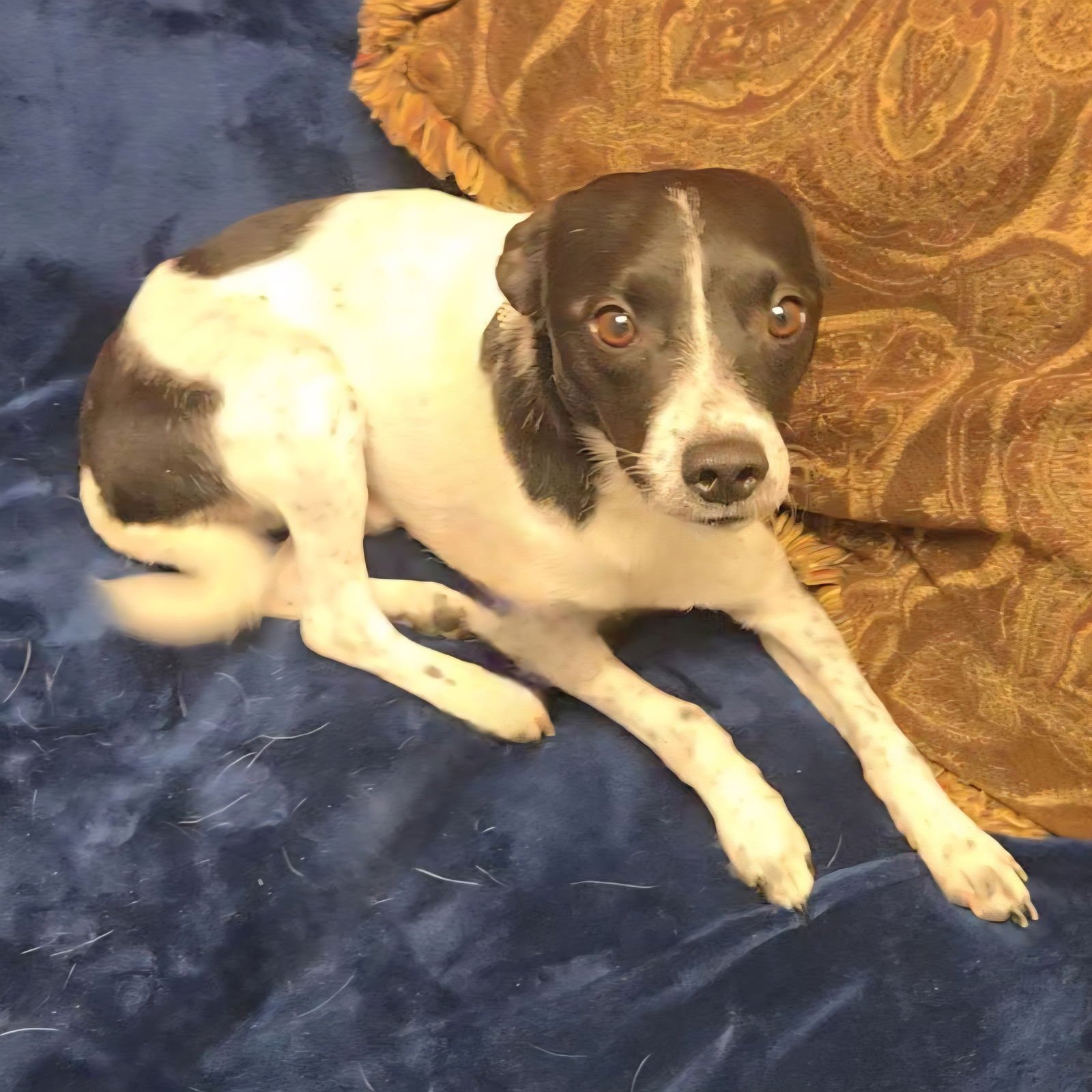 JIMINY CRICKET - Rat Terrier available for adoption
