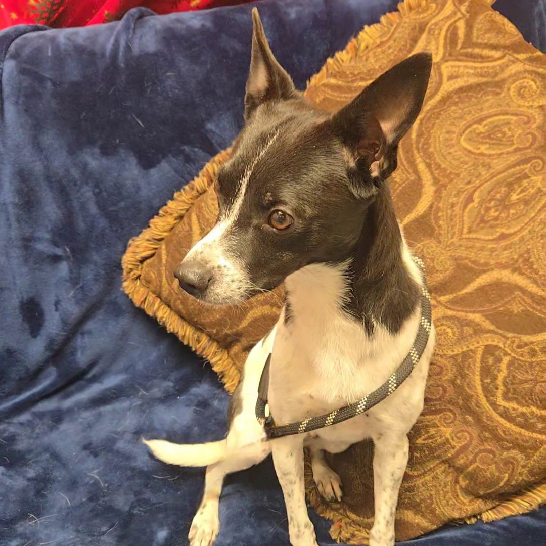 Jiminy Cricket - Photo 3