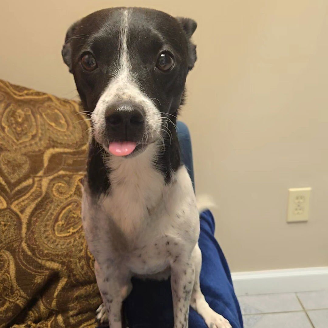 Jiminy Cricket - Photo 5