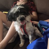 Scooter - Photo 2