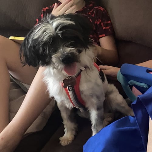 SCOOTER - Shih Tzu available for adoption