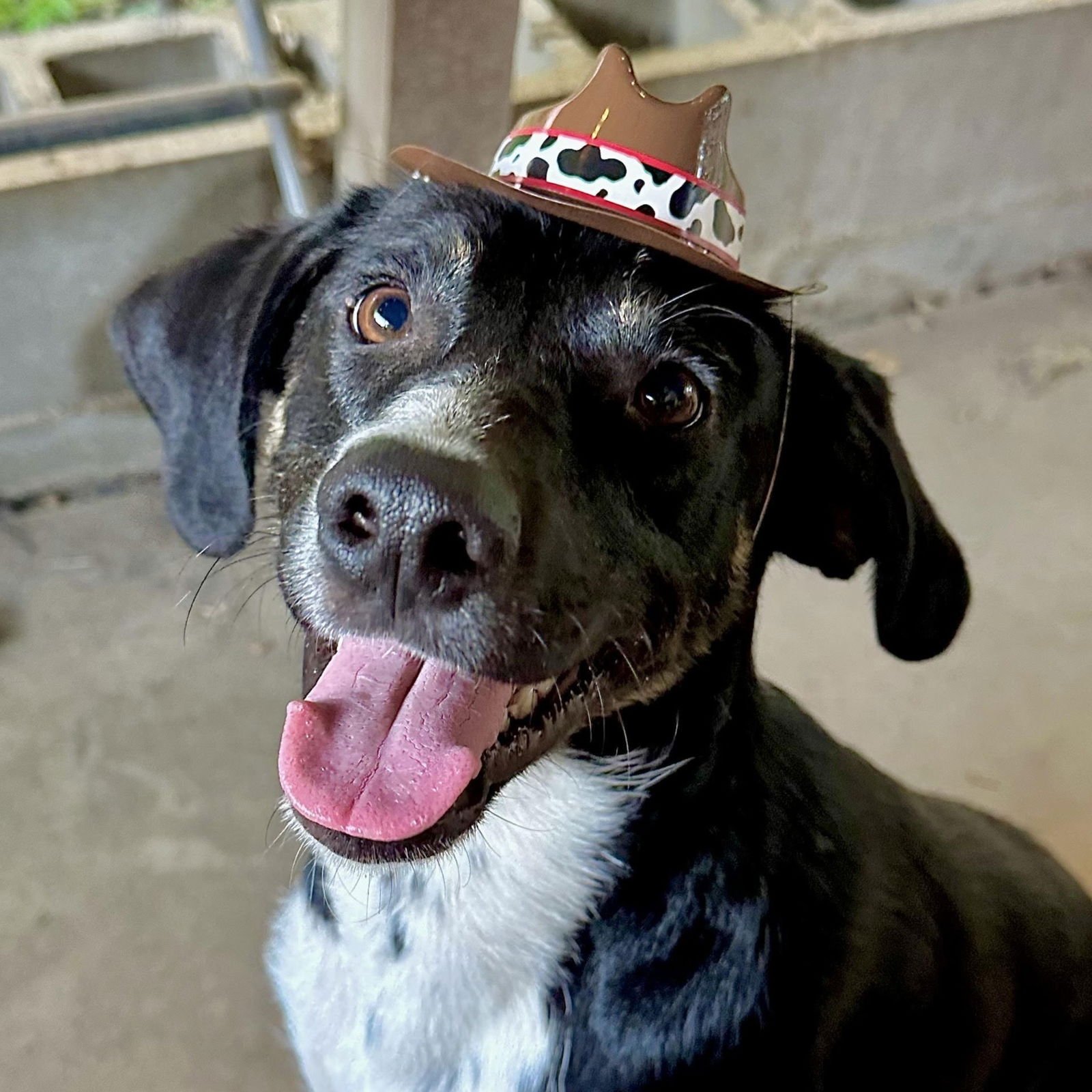 HANK - Hound / Retriever available for adoption