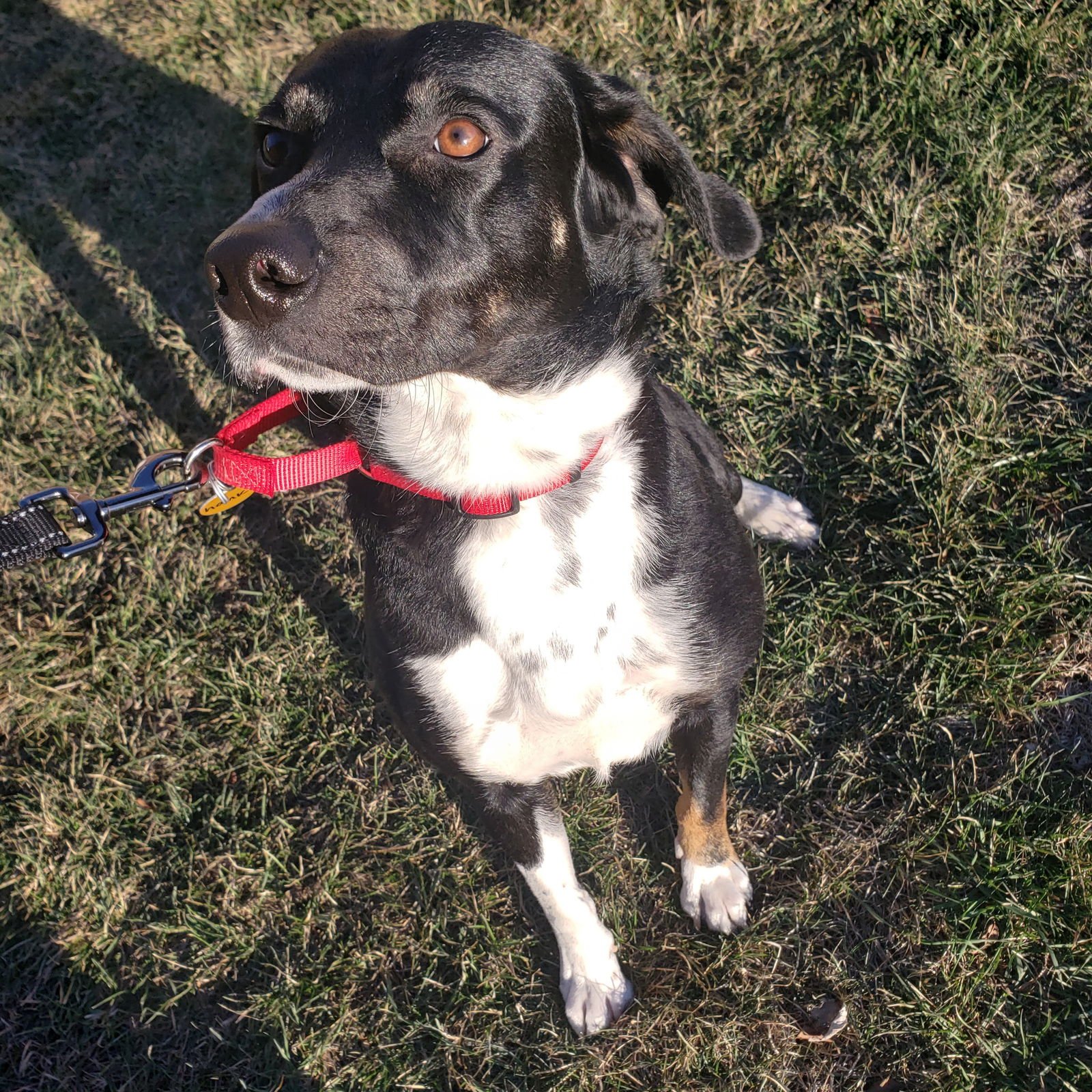 HANK - Hound / Retriever available for adoption