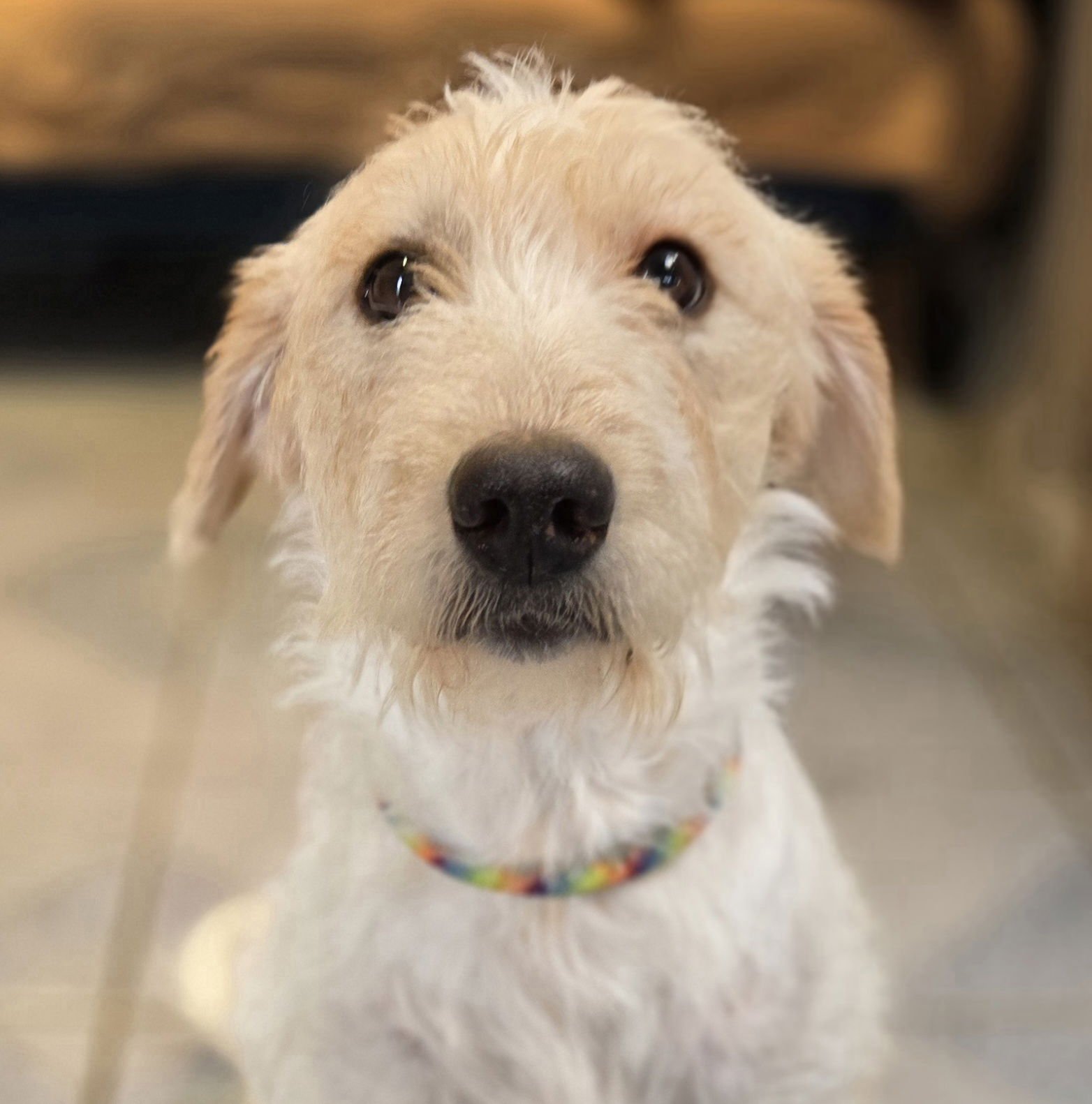 PEONY - Labrador Retriever / Poodle (Standard) available for adoption