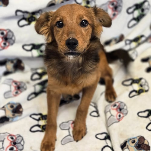 SHARKIE - Shetland Sheepdog Sheltie available for adoption