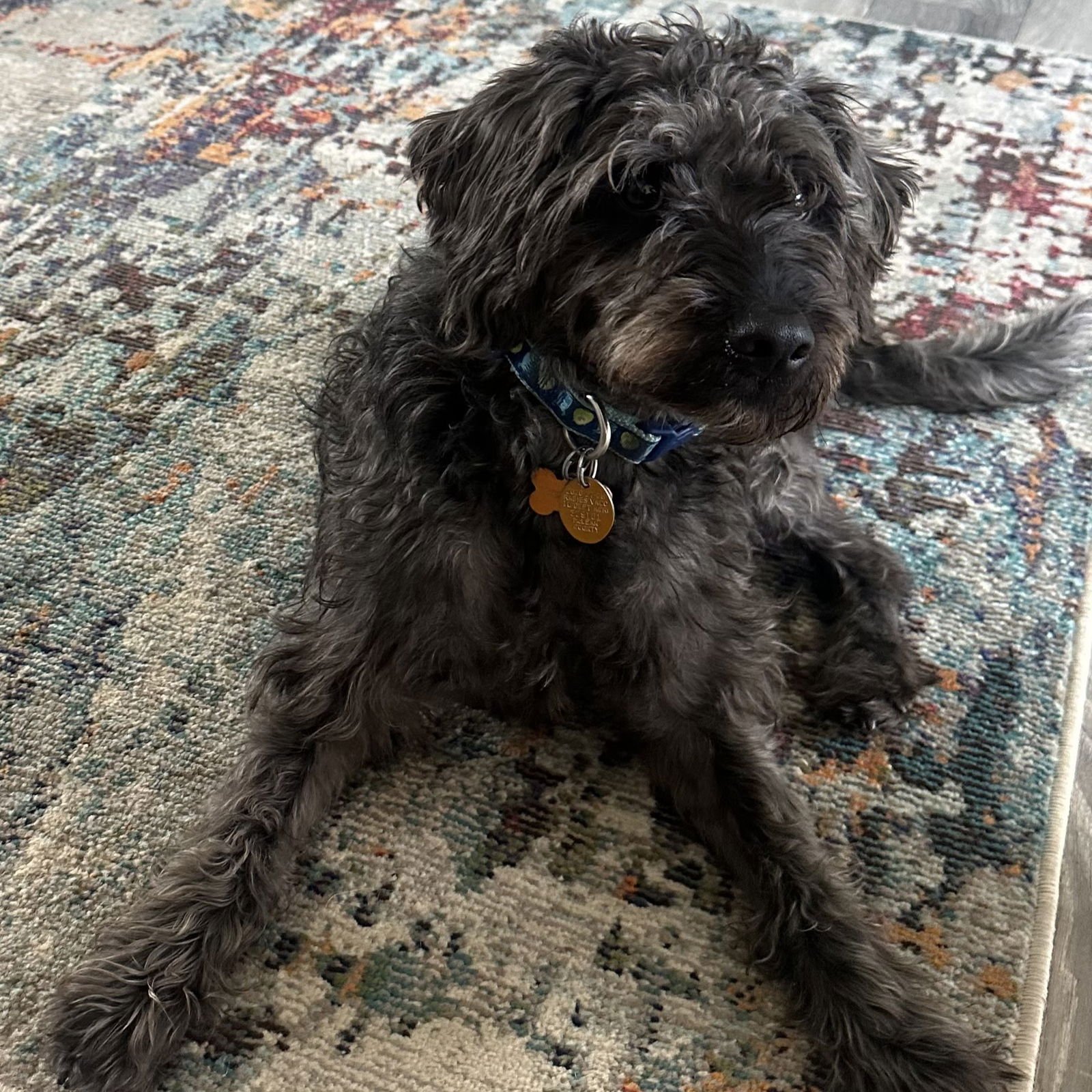 DYNACO - Labrador Retriever / Poodle (Standard) available for adoption