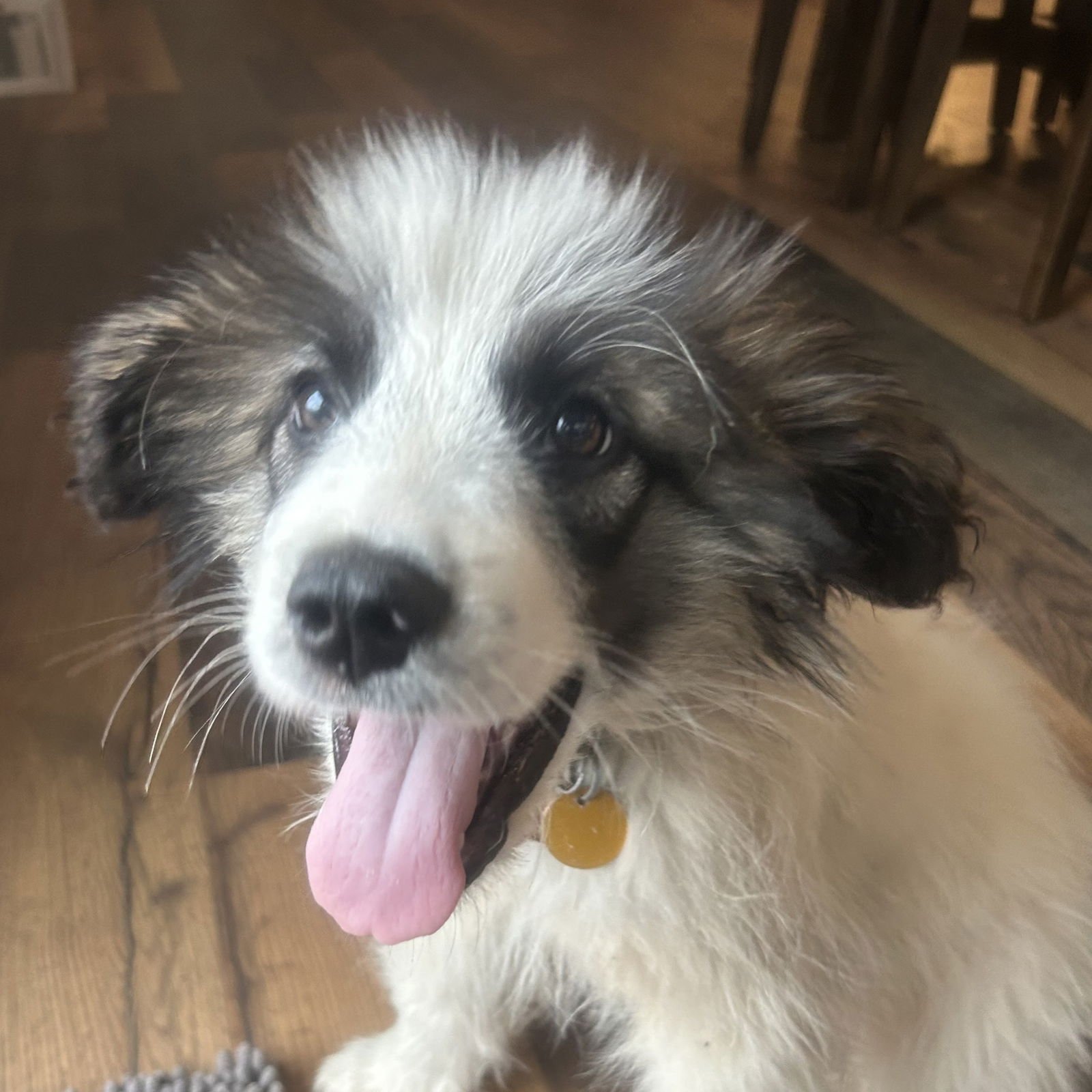 FROST - Great Pyrenees available for adoption