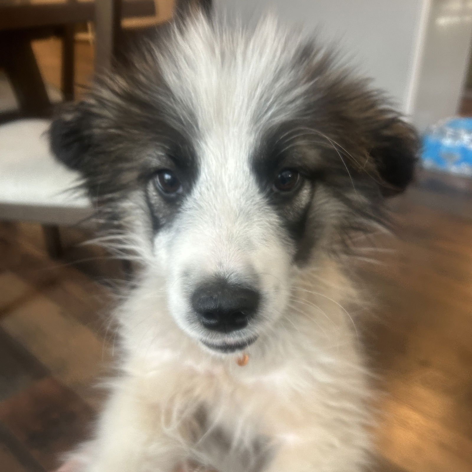 FROST - Great Pyrenees available for adoption