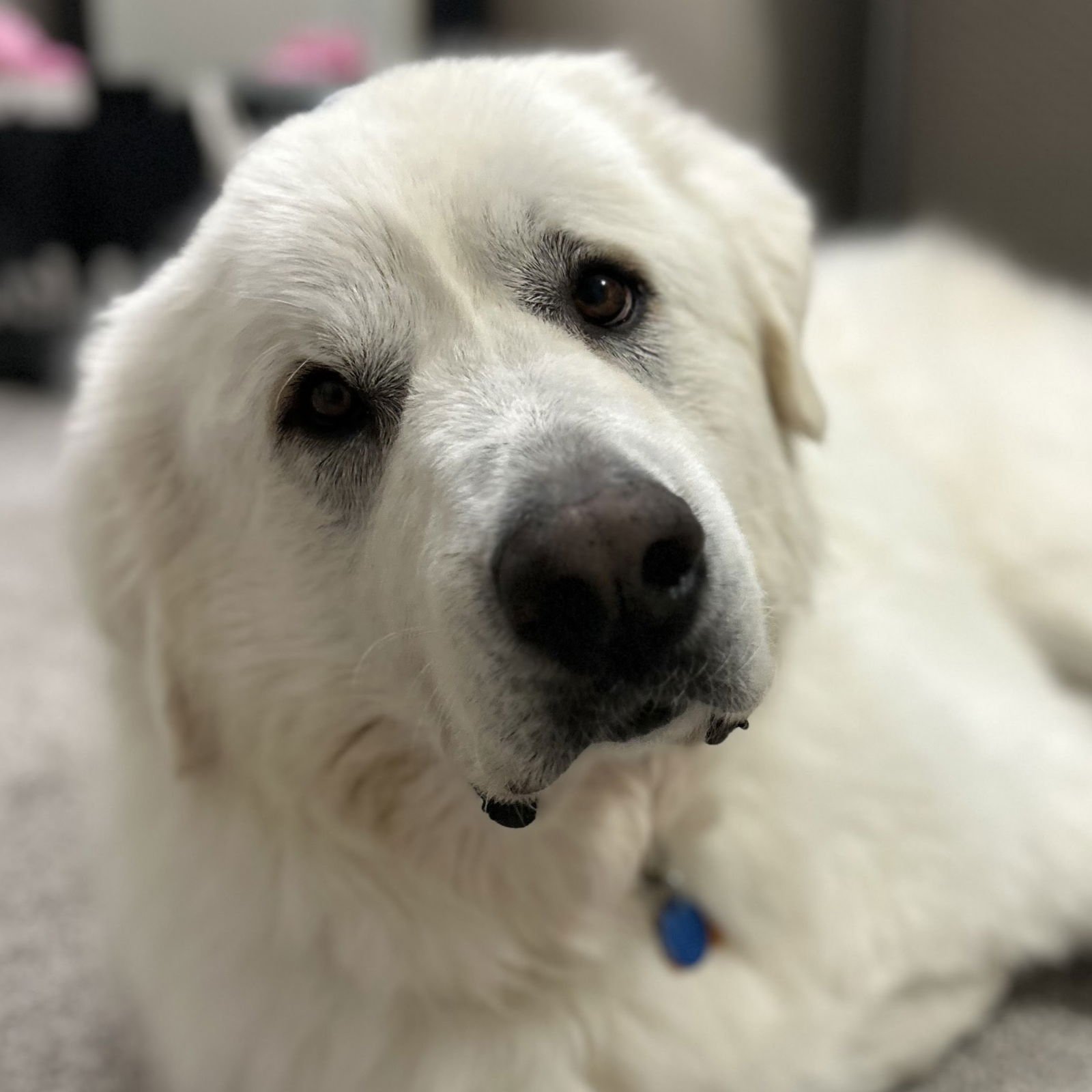 THEO - Great Pyrenees available for adoption