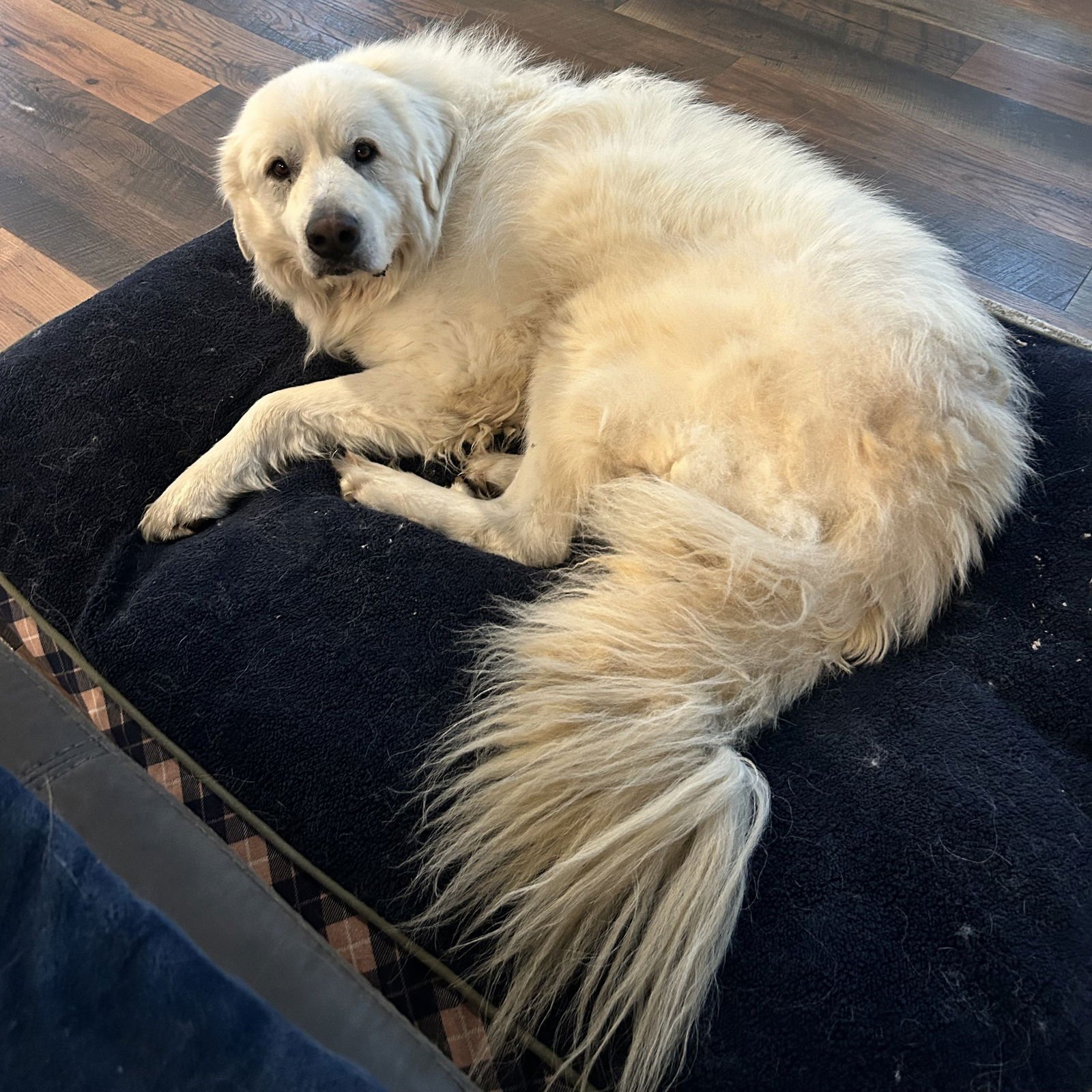 THEO - Great Pyrenees available for adoption