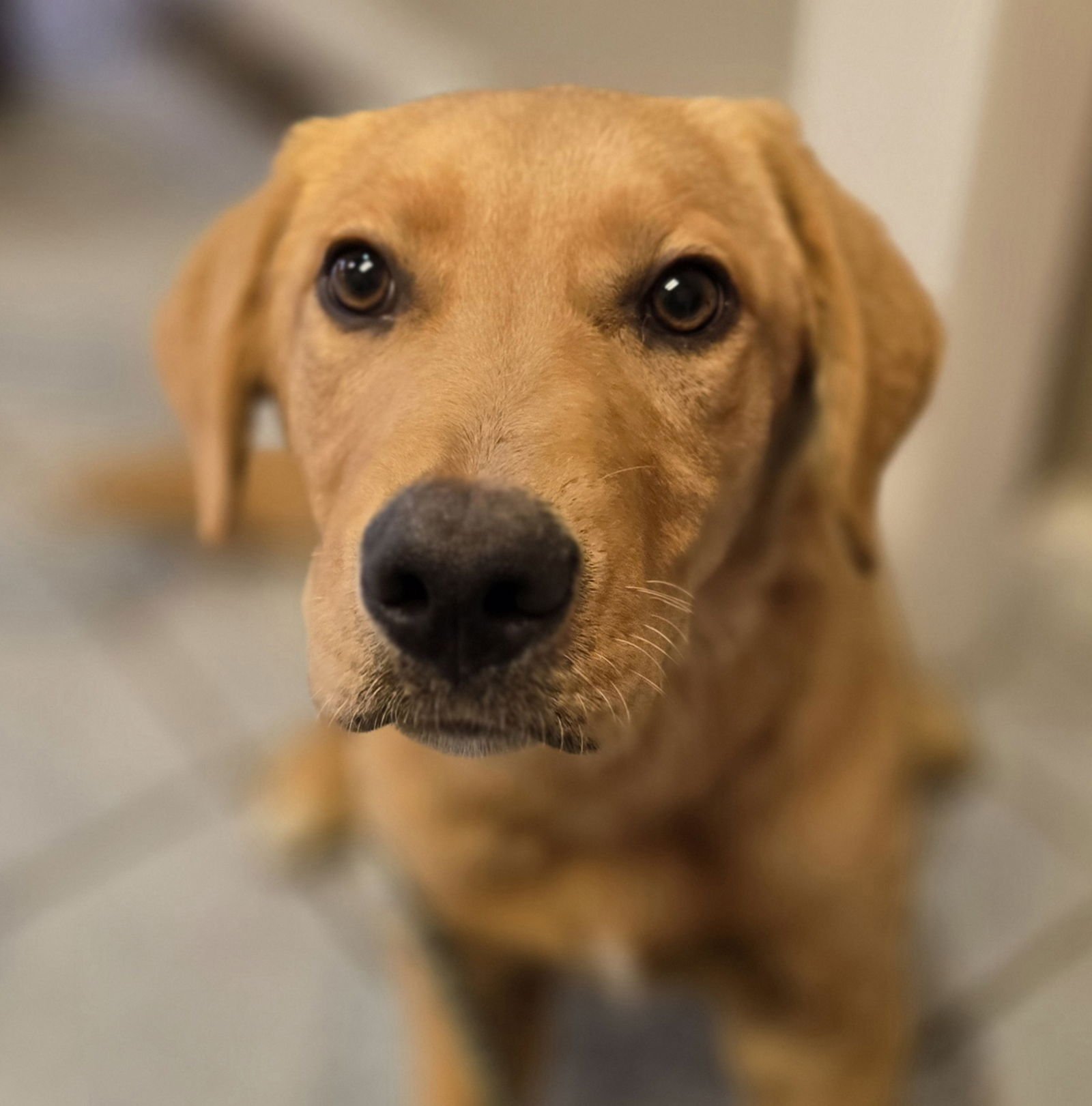 PHINEAS - Labrador Retriever available for adoption