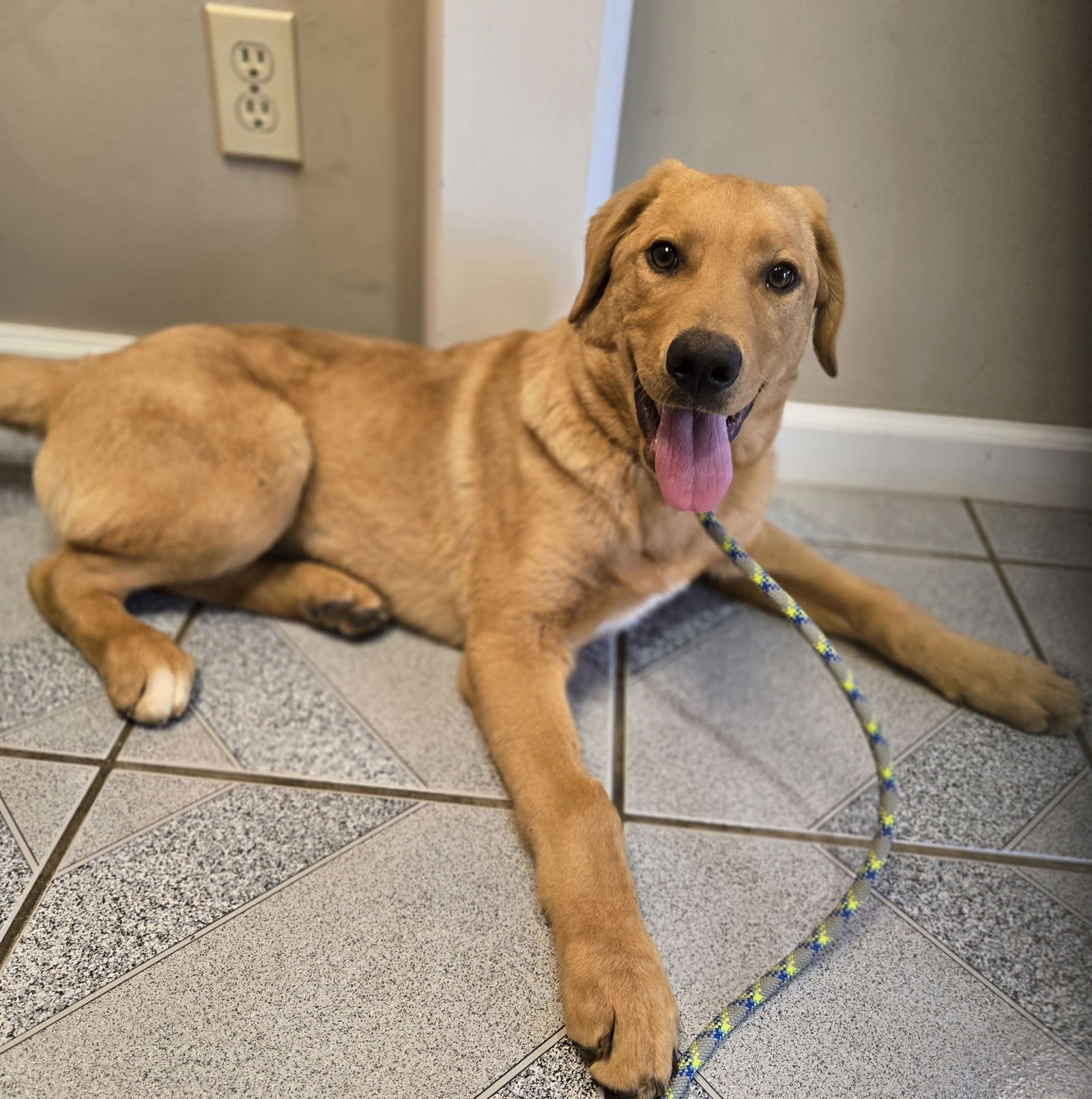PHINEAS - Labrador Retriever available for adoption