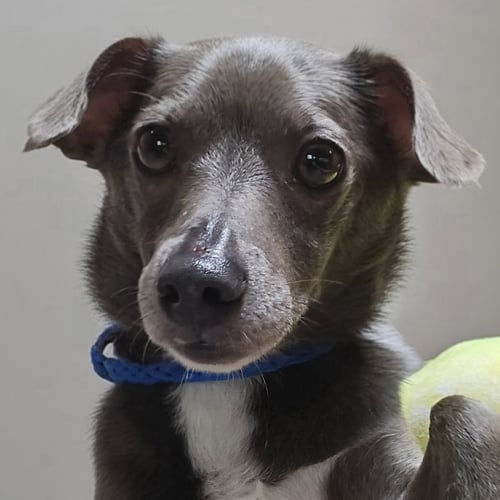 OTTER - Chihuahua available for adoption
