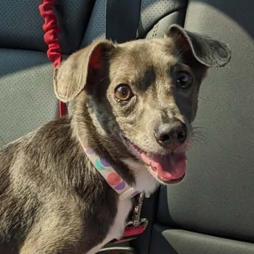 OTTER - Chihuahua available for adoption
