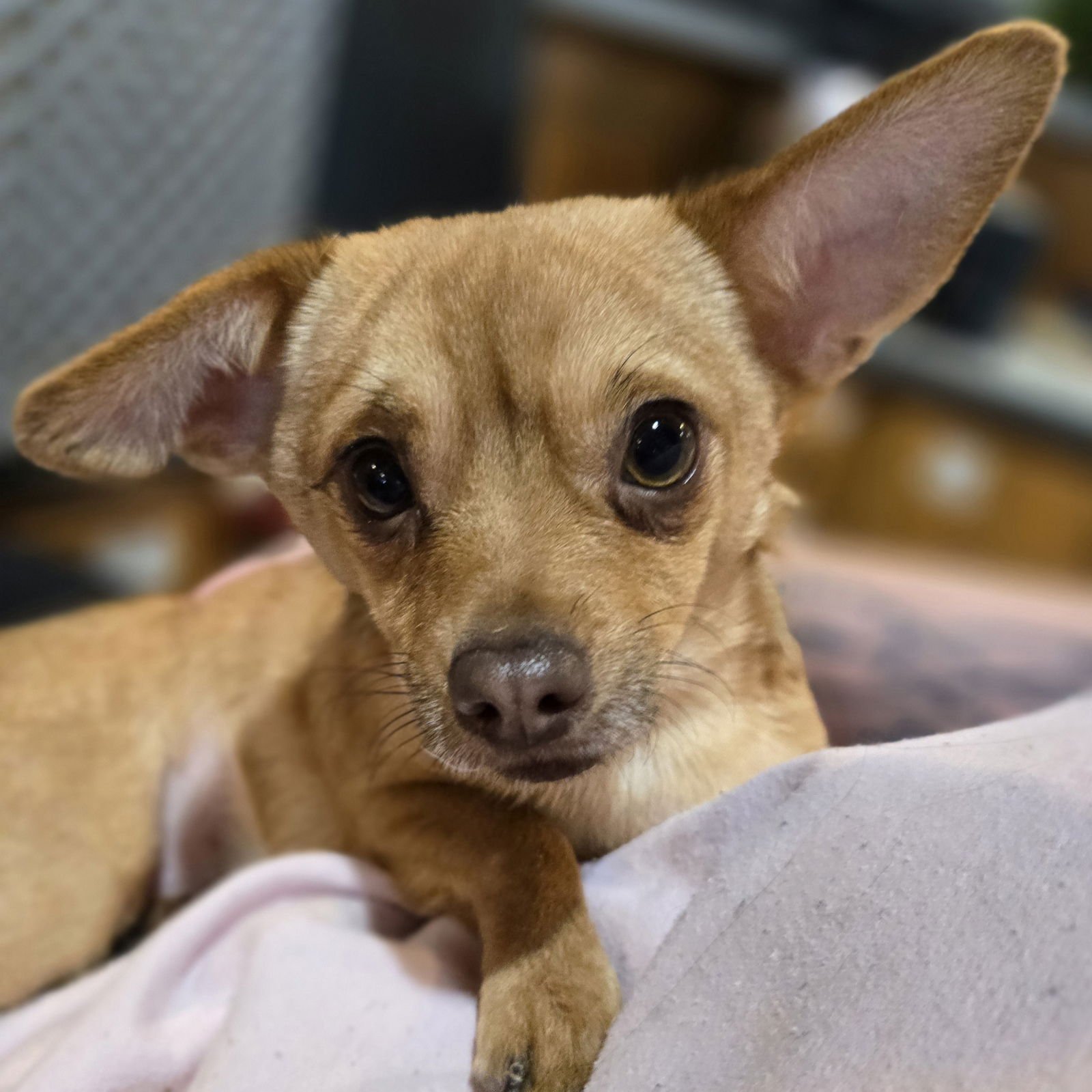 WILL - Chihuahua available for adoption