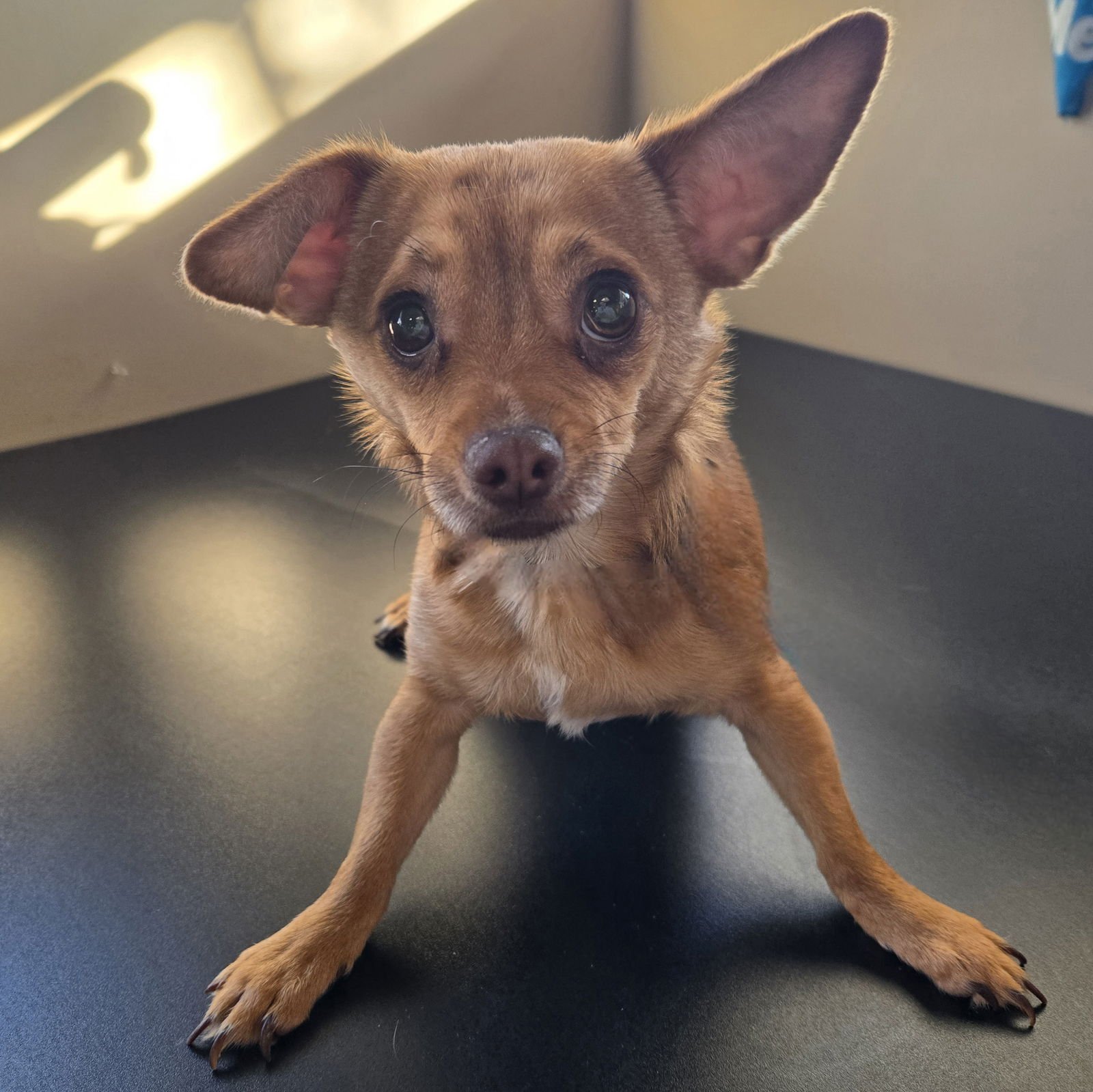 WILL - Chihuahua available for adoption