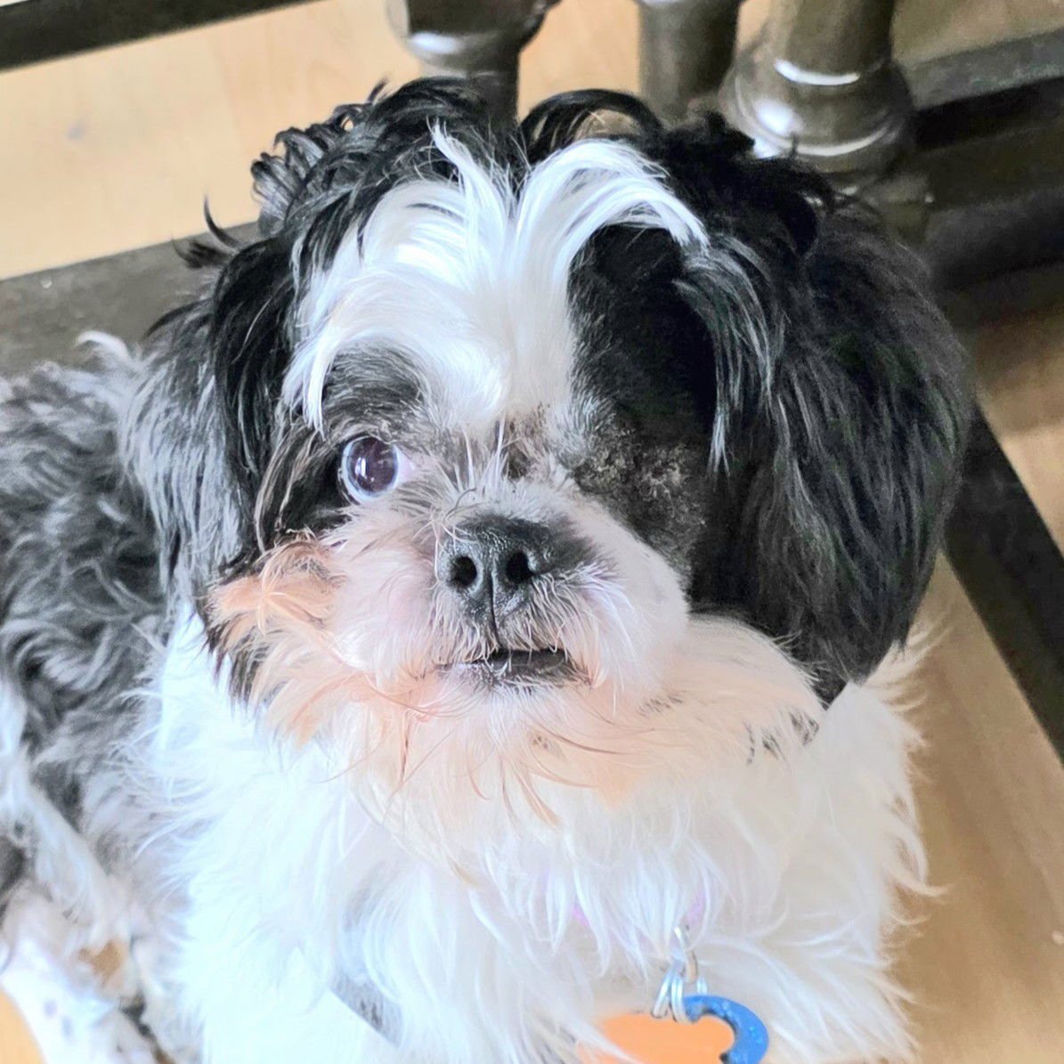 MAXIMUS - Shih Tzu available for adoption