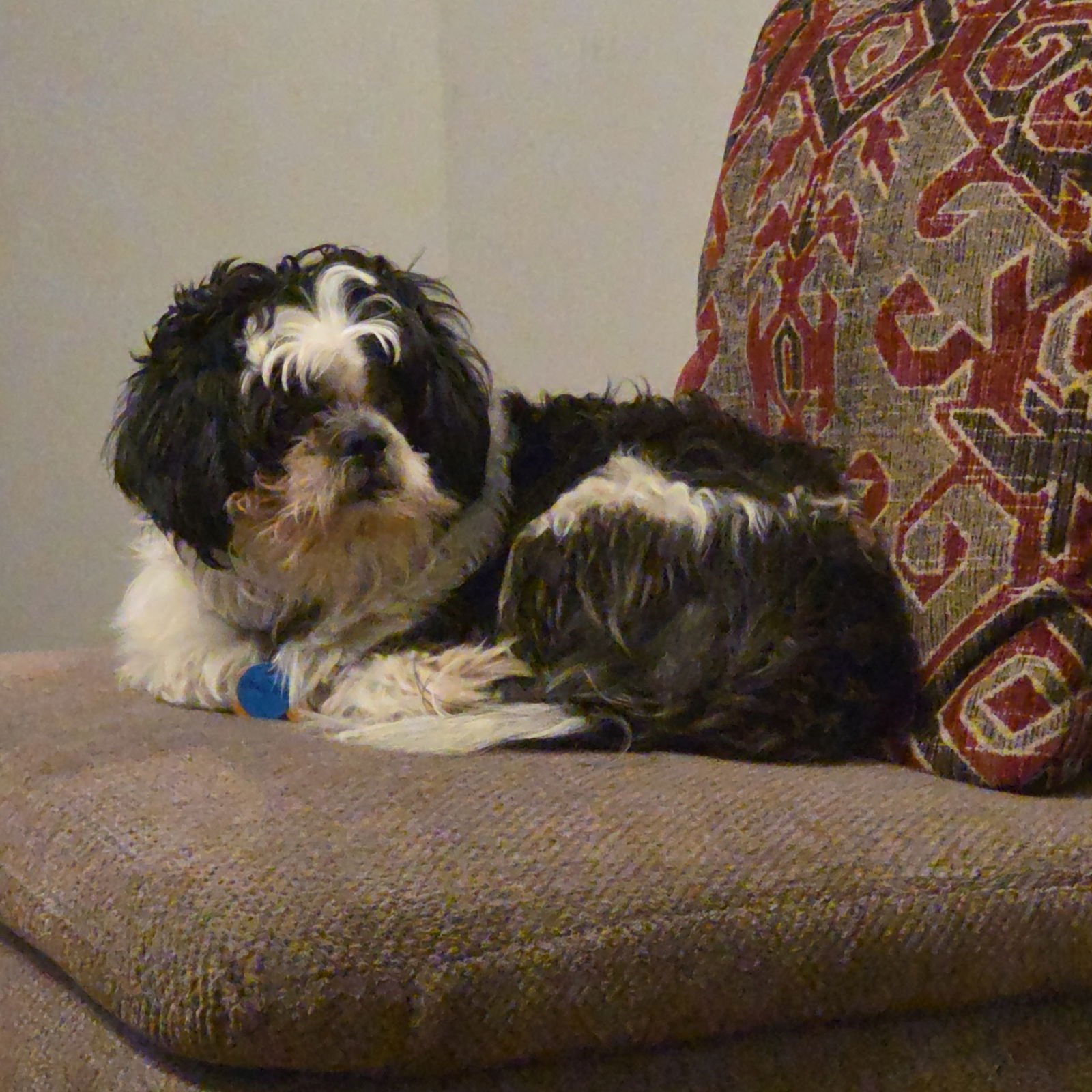 MAXIMUS - Shih Tzu available for adoption