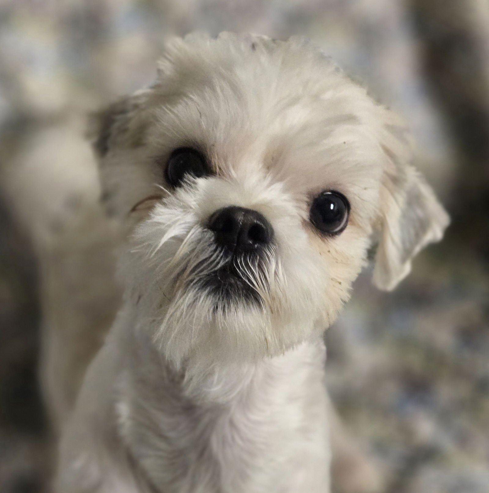 FIZZY POP - Shih Tzu available for adoption