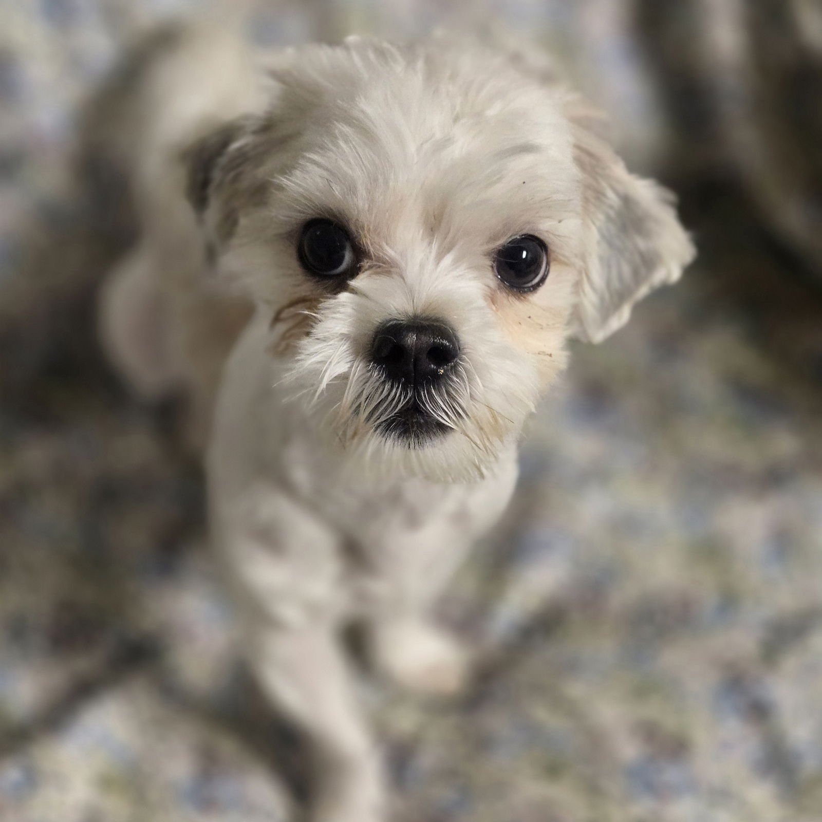 FIZZY POP - Shih Tzu available for adoption