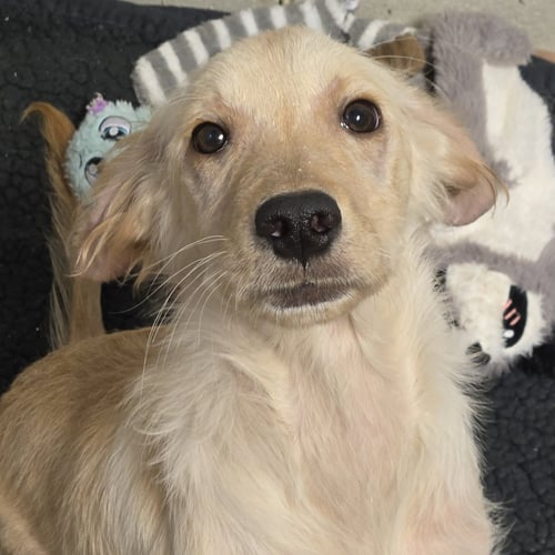 SLUGGER - Golden Retriever available for adoption