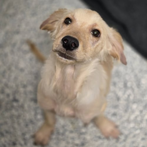 SLUGGER - Golden Retriever available for adoption