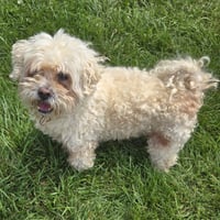 Carson - Photo 5