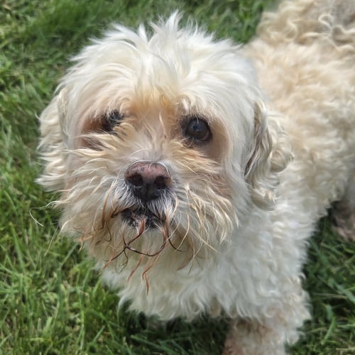 CARSON - West Highland White Terrier Westie available for adoption