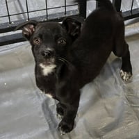 Yakko - Photo 3