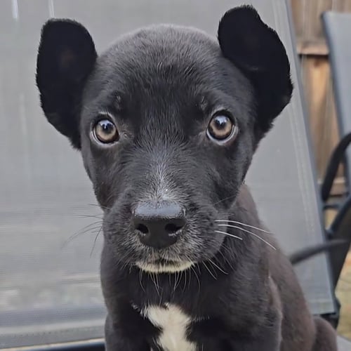 YAKKO - Labrador Retriever available for adoption