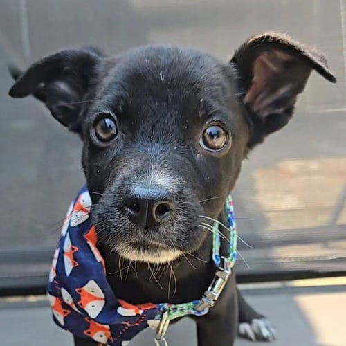YAKKO - Labrador Retriever available for adoption