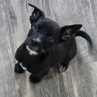 Yakko - Photo 4