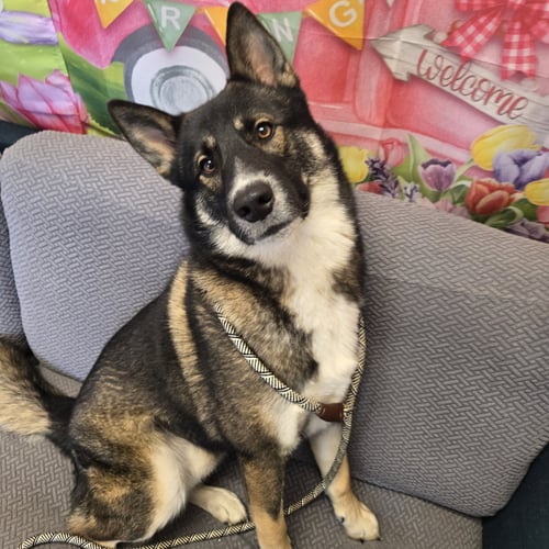 SCOOBY DOO - Shepherd available for adoption