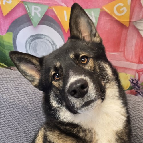 SCOOBY DOO - Shepherd available for adoption