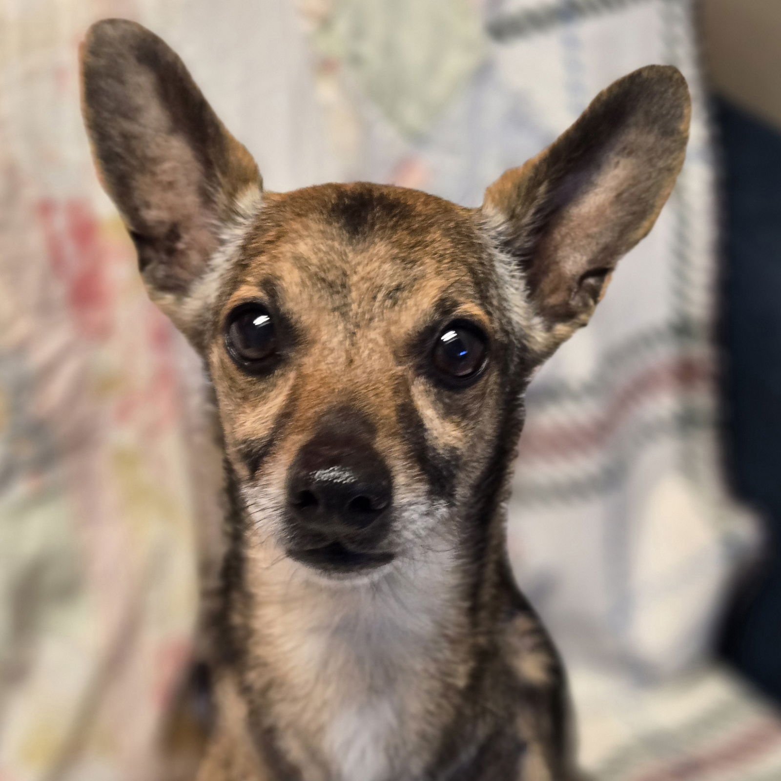 ROO - Unknown available for adoption