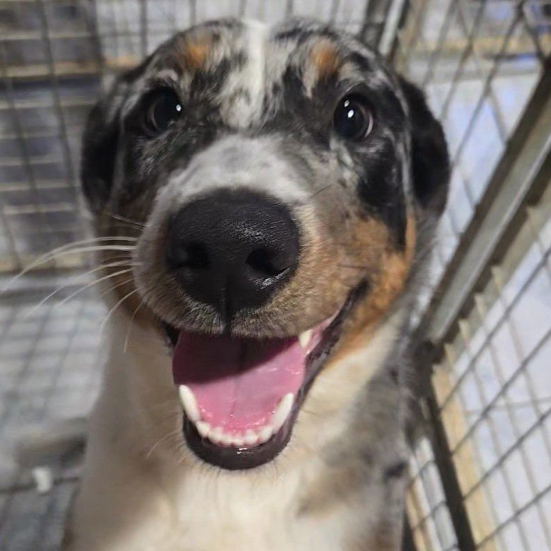 ZAYNE - Australian Shepherd available for adoption