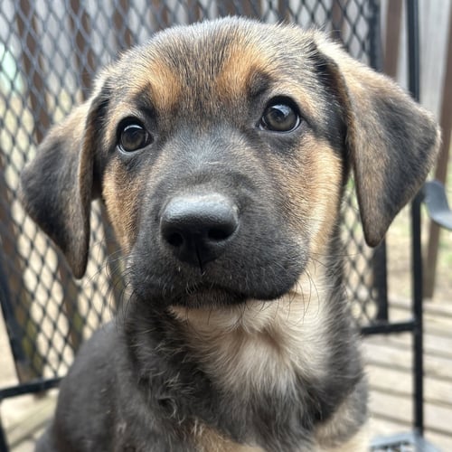 WREN - Shepherd available for adoption