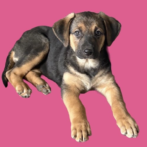 WREN - Shepherd available for adoption