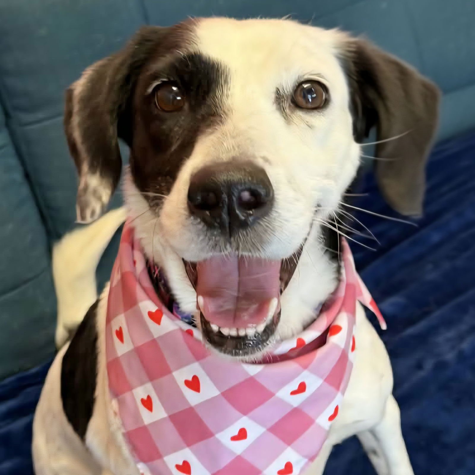 MAYLEE - German Shorthaired Pointer available for adoption